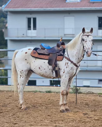 Cavallo