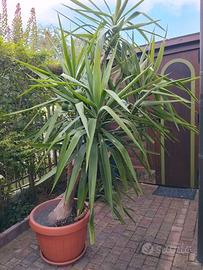 Yucca  pianta della felicità