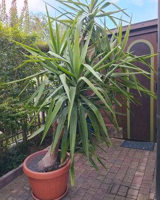 Yucca  pianta della felicità