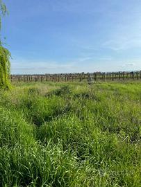 Terreno di 16000 m² a Castelfranco Emilia