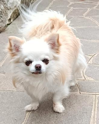 Chihuahua Maschio Adulto con pedigree