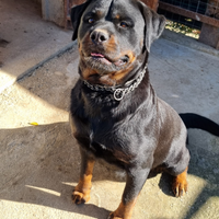 Cucciolo rottweiler femmina