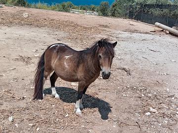 Cavallino falabella
