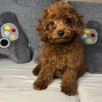 Barboncino toy femmina red