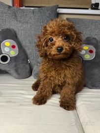 Barboncino toy femmina red