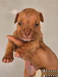 Pitbull UKC
