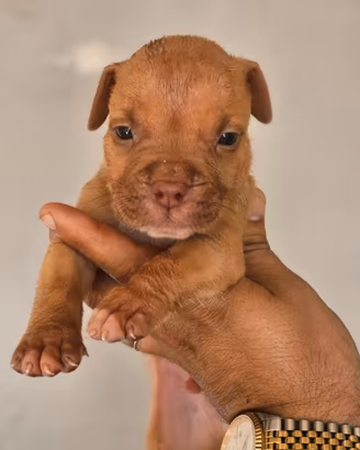 Pitbull UKC