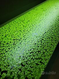 piante d'acquatica