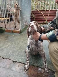 Setter e breton pronta caccia