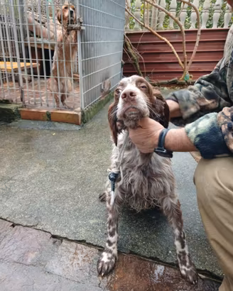Setter e breton pronta caccia