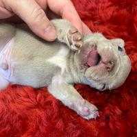 Cuccioli di Bouledogue Francese