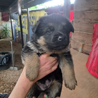 Cuccioli pastore tedesco