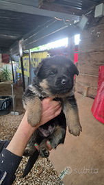 Cuccioli pastore tedesco