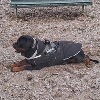 Rottweiler Maschio di Altissima Qualità