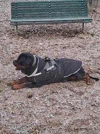 Rottweiler Maschio di Altissima Qualità