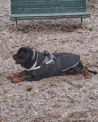 Rottweiler Maschio di Altissima Qualità