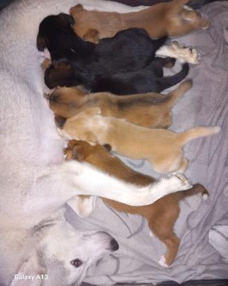 Cuccioli di Husky incrociato 2 mesi