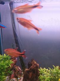 Pesci, Silvertip tetra (Hasemania nana) ?
