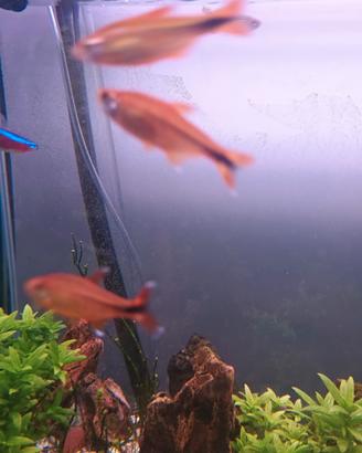 Pesci, Silvertip tetra (Hasemania nana) ?