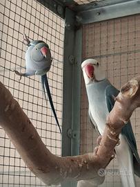 Parrocchetti dal collare