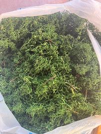 Muschio decorativo verde al kg