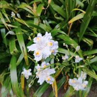 Iris Japonica "Fiore Farfalla" 