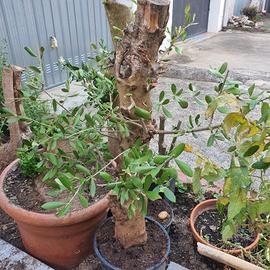 bonsai ulivo