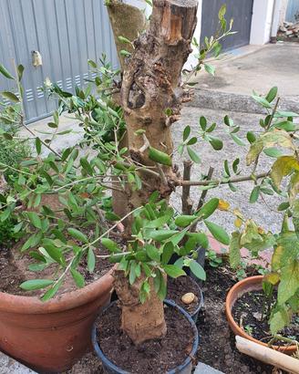 bonsai ulivo