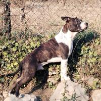 Stallone AMSTAFF per monte