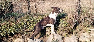 Stallone AMSTAFF per monte