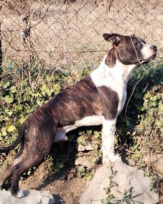 Stallone AMSTAFF per monte