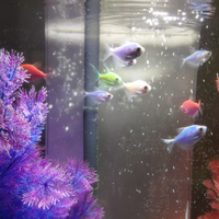 Acquario più 13 pesci GLOFISH