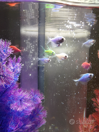 Acquario più 13 pesci GLOFISH