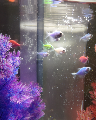 Acquario più 13 pesci GLOFISH