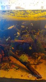 Guppy, platy , endler