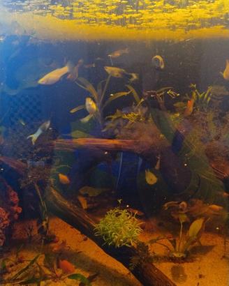 Guppy, platy , endler