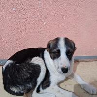 Simil smooth collie 4 mesi