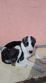 Simil smooth collie 4 mesi