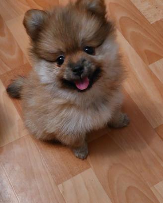 Volpini Spitz