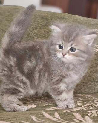 Teneri gattini pelosetti