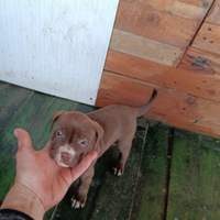Cucciolo Pitbull Red nose