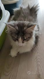 Maine Coon