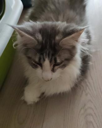 Maine Coon