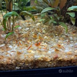 Neocaridina rilli orange, zona torino