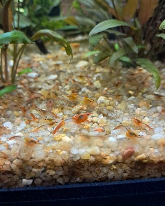 Neocaridina rilli orange, zona torino