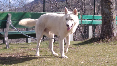 Lupo husky