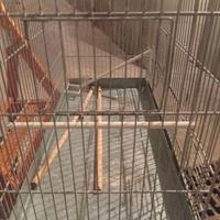 Gabbia per uccellini