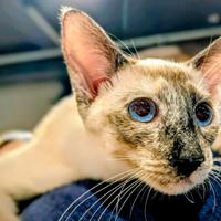 Disponibili rari Cuccioli gatto razza Peterbald
