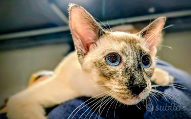 Disponibili rari Cuccioli gatto razza Peterbald