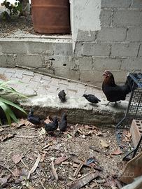 Galline Nane